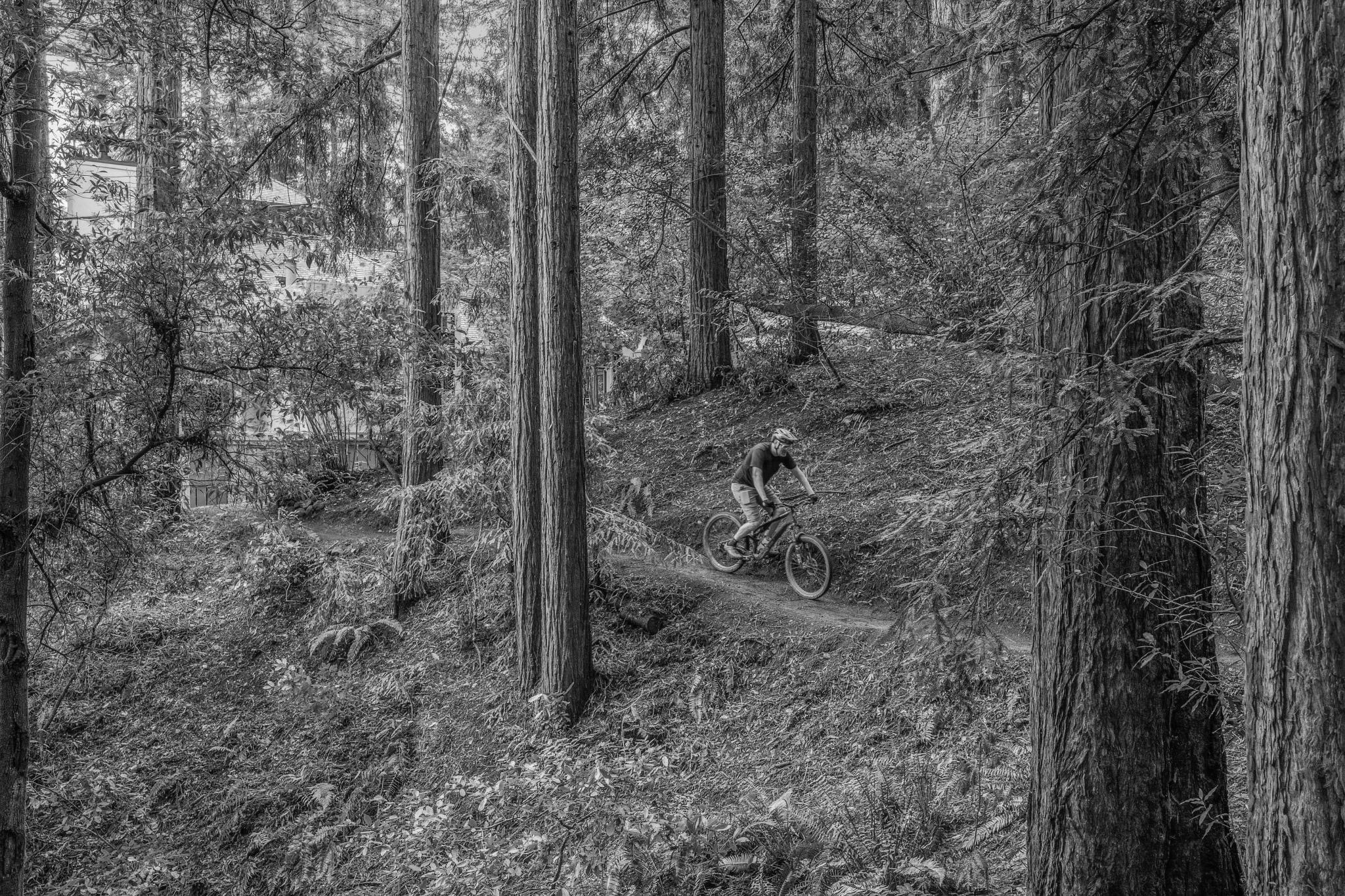 Forest trail connecting to Mount Tam